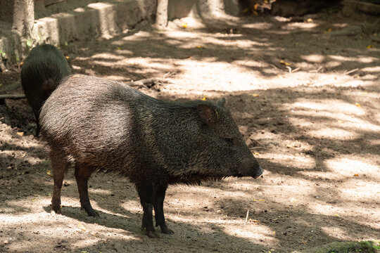 The collared peccary looks like a pig or wild boar, but it is a different specie