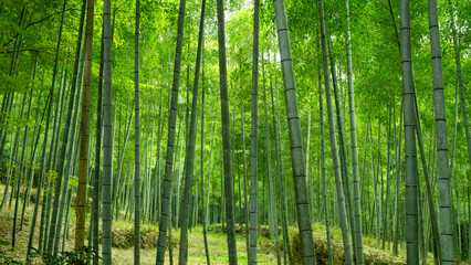 Lush green bamboo forest in Japan