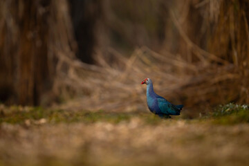 Grey-Headed Swamphen