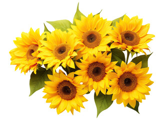 Bright yellow sunflowers in full bloom, cut out