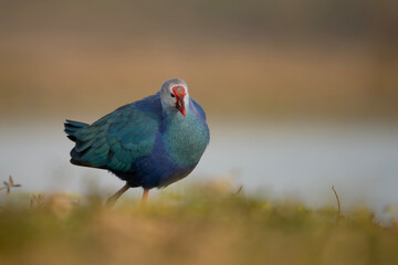 Grey-Headed Swamphen