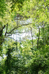 Fototapeta premium View from inside the Atlantic forest in Brazil