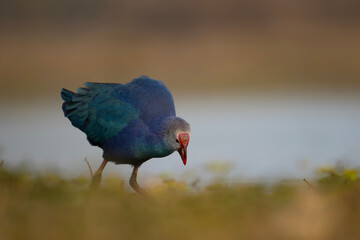 Grey-headed swamphen
