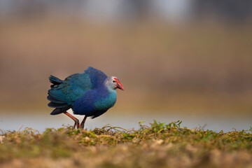 Grey-headed swamphen 