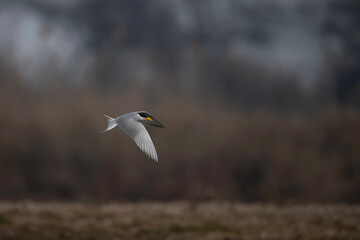River tern Flying 