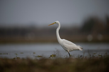 Fototapeta na wymiar Great Egret in Wetland 