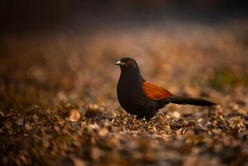 Greater coucal in Morning 