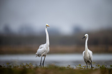 great Egret and Little Egret 