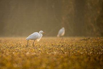 Egret in Wetland in Sunrise  - 740973737