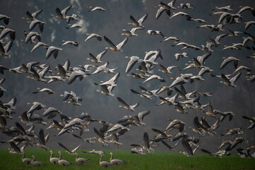 Flock of Bar headed Goose Flying  - 740974145