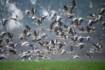 Flock of Bar headed Goose Flying  - 740974175