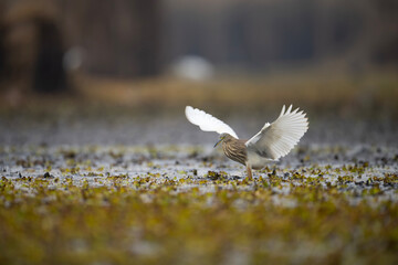 Indian Pond heron in Wetland  - 740974337