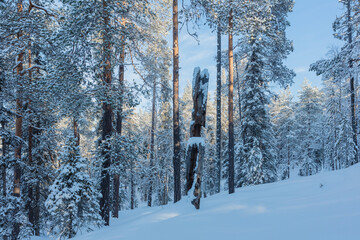 Winter in Finland; snow covered boreal forest in Oulanka National Park
