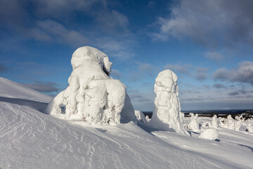 Winter in central Finland: landscape with snow and frost covered fir trees

