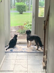 cat and dog buddies looking out the door