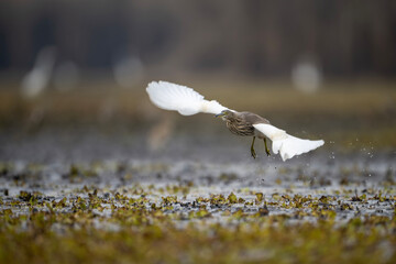 Indian Pond heron in Wetland  - 740974507