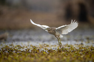 Indian Pond heron in Wetland  - 740974552