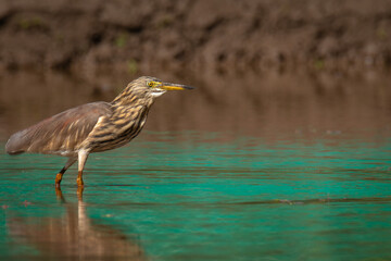 Indian pond heron or paddybird (Ardeola grayii) is a small heron.