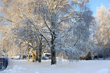 A large branched tree with snow-covered branches on a sunny winter morning. Winter morning in the village.