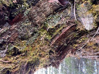 rotted stump