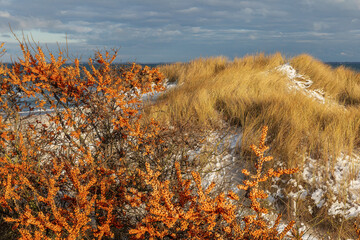 Früchte des Sanddorn (Hippophae rhamnoides, sea-buckthorn) im Winter bei Heiligenhafen, Schleswig-Holstein. Im Hintergrund Dünen mit Strandhafer und Schnee am Strand der Ostsee.