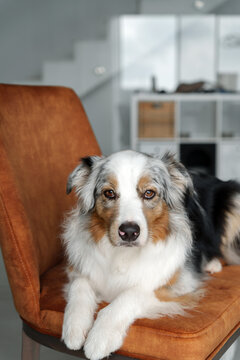 Blue merle Australian Shepherd lies on a chair and looks sadly at the camera. Dog with sad eyes