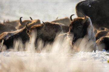 European bison - Bison bonasus in the Knyszyn Forest