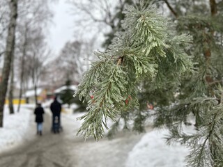 a park path with silhouettes of passers-by against the background of a pine branch with frozen...