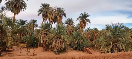 Fototapeta na wymiar A sweeping panorama captures the oasis nestled in the midst of fine sandy desert, with agricultural fields stretching at the base of palm trees beneath a partly cloudy blue sky in Timimoun, Algeria.