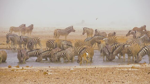 Plains zebras (Equus quagga) and Springboks (Antidorcas marsupialis) in a waterhole during a sandstorm in Etosha National Park, Namibia

