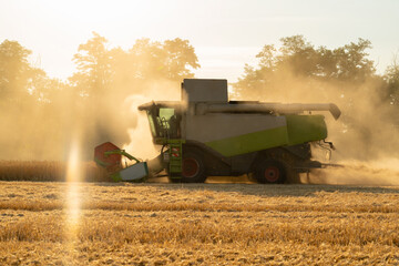 Combine harvester harvests wheat at sunset.