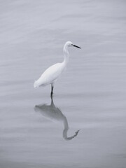 Heron in the low tide
