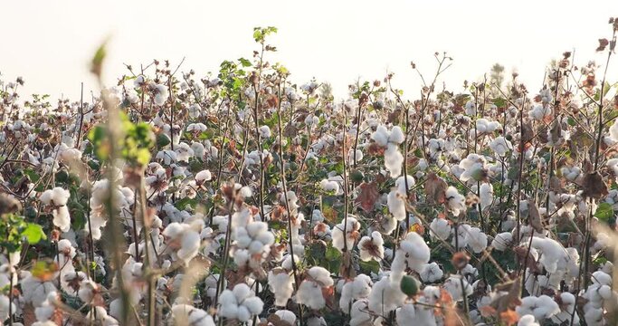 Blooming cotton plantation before harvest. Cotton harvest. Ready to harvest cotton bushes. Agriculture