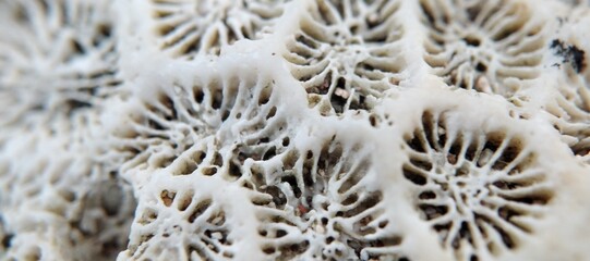 Close up of white coral on the beach.
