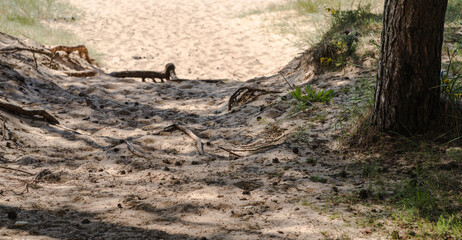 The root of a pine tree in the seaside sand on the path, selective focus.	