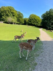 Naklejka premium deer in the woods