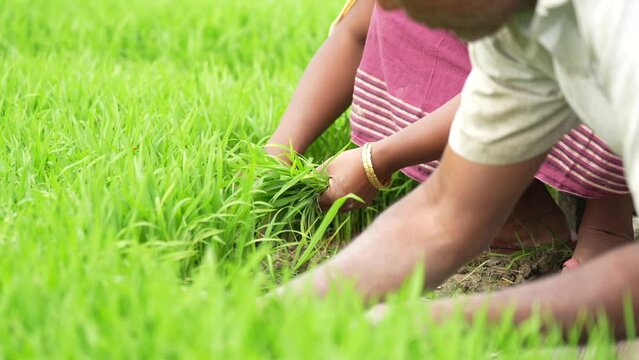 Picking rice sapling
