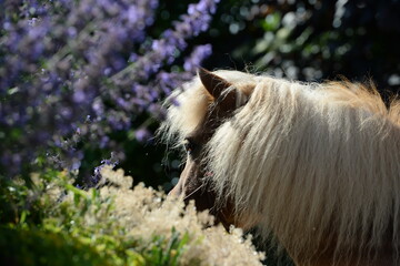 Ponyschönheit. Süßes Shetlandpony zwischen lila Blumen