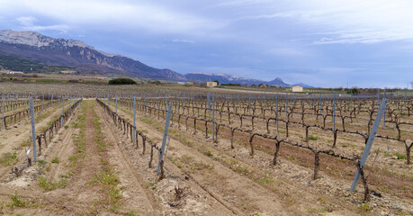 Wineries in Laguardia. Vineyards and wineries in laguardia, Rioja Alavesa, Euskadi