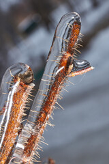 Plants after an icy rain. Branches of plants and shoots covered with ice. Icy branches of plants, the effects of icy rain.