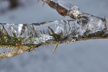 Plants after an icy rain. Branches of plants and shoots covered with ice. Icy branches of plants,...