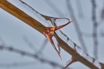 Plants after an icy rain. Branches of plants and shoots covered with ice. Icy branches of plants, the effects of icy rain.
