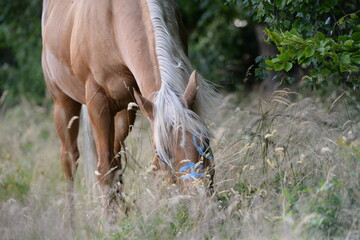 Pferdesommer. Schönes blondes Pferd unter Bäumen