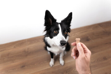 Sad black and white border collie begs for a tasty treat from its owner. A man's hand gives a dog a treat in the form of a bone. Dog food concept