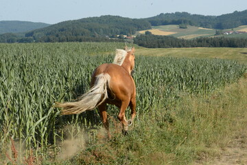 Auf und davon. Goldenes Pferd galoppiert frei neben Maisfeld