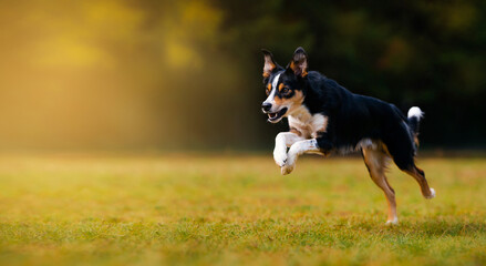 Black and white border collie runs quickly across a yellow lawn. Dog on a yellow and black background.