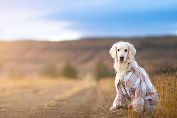 A golden retriever in a beige shirt sits on a country road in a field and looks at the camera