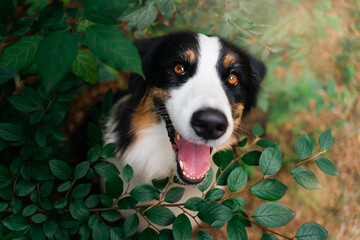 An Australian Shepherd peeks out from behind the green bushes and looks up. Close-up portrait of a...