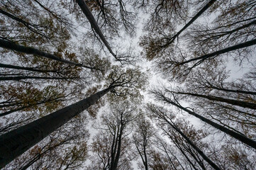 Autumn forest with tree trunks and colorful crowns of oaks in the Jizera Mountains in the Czech Republic