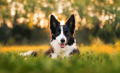 Happy black and white border collie lying on green grass in a field at sunset. Close-up portrait of a dog in nature